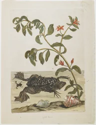 Male Suriname Toad, with Eggs on Back (Deposited There by Female), Shells and Flowering Plant